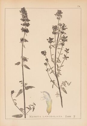 Herbier de la flore française Pl.0814