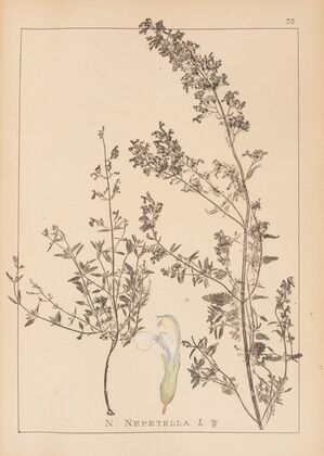 Herbier de la flore française Pl.0815