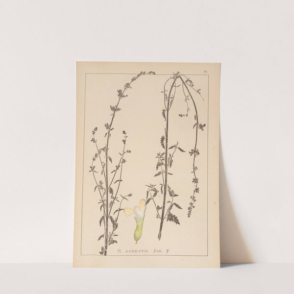 Herbier de la flore française Pl.0816 by Louis Antoine Cusin