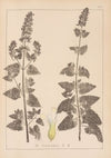 Herbier de la flore française Pl.0817