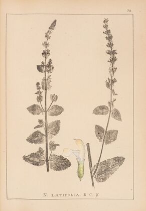 Herbier de la flore française Pl.0818
