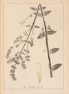 Herbier de la flore française Pl.0819