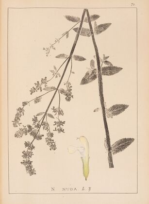 Herbier de la flore française Pl.0819