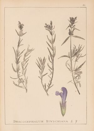 Herbier de la flore française Pl.0820