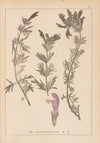 Herbier de la flore française Pl.0821