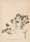 Herbier de la flore française Pl.0822