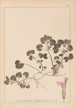 Herbier de la flore française Pl.0822