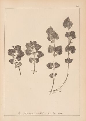 Herbier de la flore française Pl.0823
