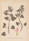 Herbier de la flore française Pl.0824
