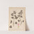 Herbier de la flore française Pl.0824 by Louis Antoine Cusin