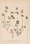 Herbier de la flore française Pl.0825