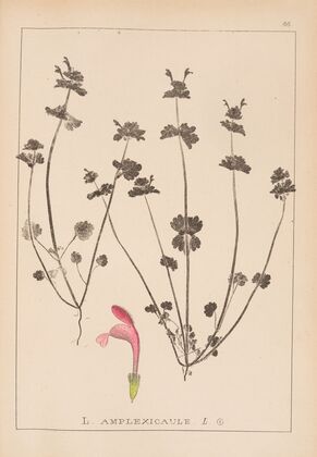 Herbier de la flore française Pl.0825