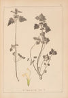Herbier de la flore française Pl.0826