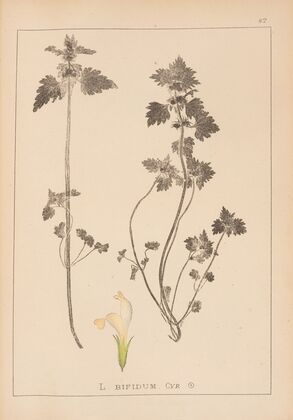 Herbier de la flore française Pl.0826