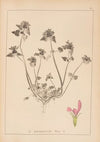 Herbier de la flore française Pl.0827