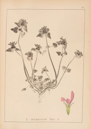 Herbier de la flore française Pl.0827