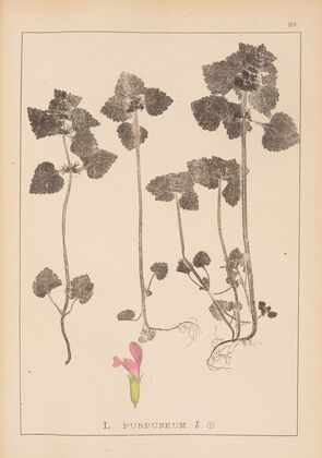 Herbier de la flore française Pl.0828