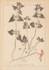 Herbier de la flore française Pl.0829