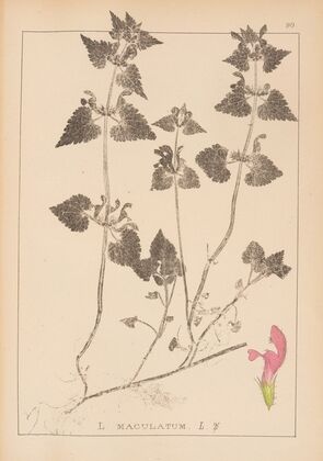 Herbier de la flore française Pl.0829