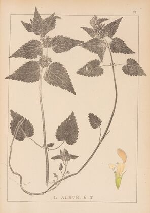 Herbier de la flore française Pl.0830