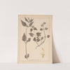 Herbier de la flore française Pl.0831 by Louis Antoine Cusin