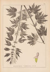 Herbier de la flore française Pl.0833