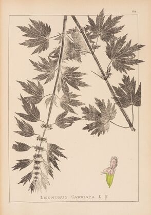 Herbier de la flore française Pl.0833