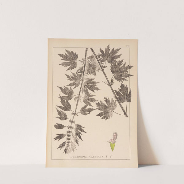 Herbier de la flore française Pl.0833 by Louis Antoine Cusin