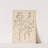 Herbier de la flore française Pl.0835 by Louis Antoine Cusin
