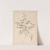 Herbier de la flore française Pl.0836 by Louis Antoine Cusin