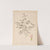 Herbier de la flore française Pl.0836 by Louis Antoine Cusin