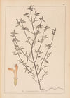 Herbier de la flore française Pl.0837