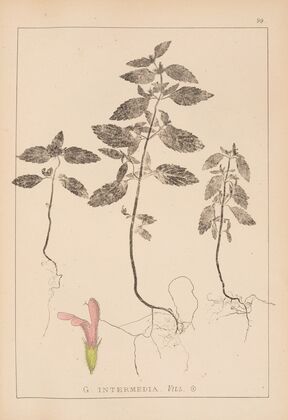 Herbier de la flore française Pl.0838