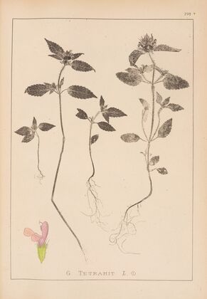Herbier de la flore française Pl.0840