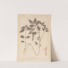 Herbier de la flore française Pl.0841 (1867-1876) by Louis Antoine Cusin