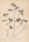 Herbier de la flore française Pl.0842
