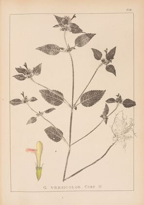 Herbier de la flore française Pl.0842