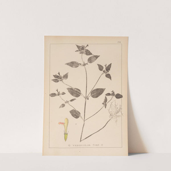 Herbier de la flore française Pl.0842 (1867-1876) by Louis Antoine Cusin