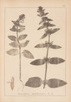 Herbier de la flore française Pl.0843