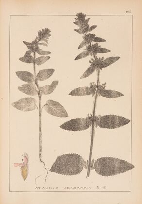 Herbier de la flore française Pl.0843