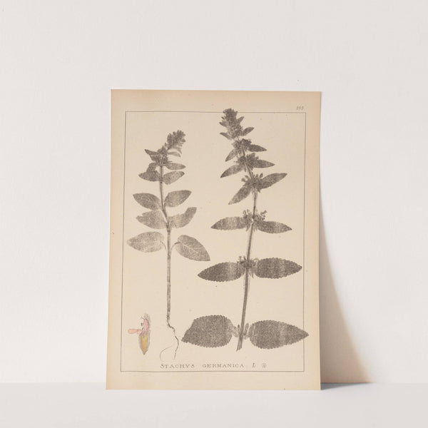 Herbier de la flore française Pl.0843 (1867-1876) by Louis Antoine Cusin