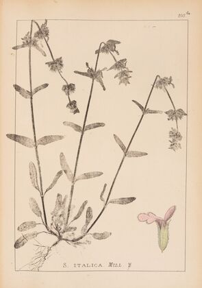 Herbier de la flore française Pl.0844