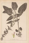 Herbier de la flore française Pl.0846