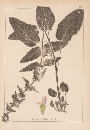 Herbier de la flore française Pl.0846
