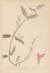 Herbier de la flore française Pl.0848