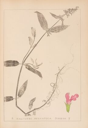 Herbier de la flore française Pl.0848