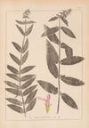 Herbier de la flore française Pl.0849