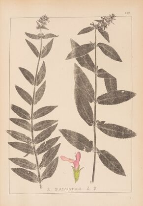 Herbier de la flore française Pl.0849