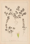 Herbier de la flore française Pl.0850