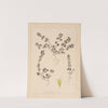 Herbier de la flore française Pl.0850 by Louis Antoine Cusin